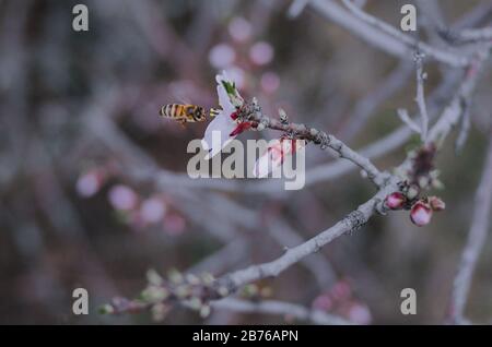 Honey bee pollinating blossoming fruit tree flowers during an overcast spring day Stock Photo
