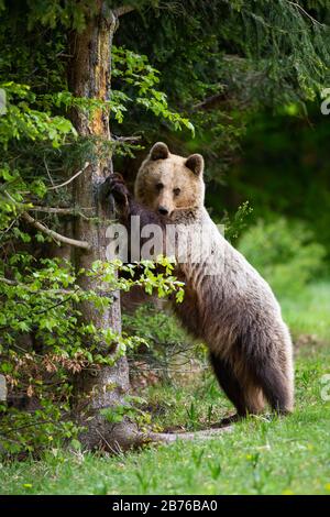 Curious brown bear standing in upright position and touching tree in spring Stock Photo