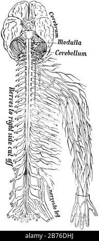 Part of the nervous system viewed from in front, vintage line drawing or engraving illustration. Stock Vector