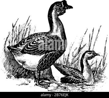 Cute Brown Chinese Goose Standing with Line Art Drawing, Animal Birds,  Vector Character Illustration, Cartoon Mascot Logo in Isolated White  Background Stock Vector Image & Art - Alamy
