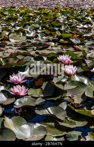 Detailed close-up of four pink lotuses flower and a lot of leaves floating in the water Stock Photo
