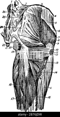 This illustration represents Muscles of the Thigh, vintage line drawing ...