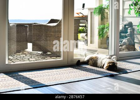 A gray and white tabby cat lounges on his back in the sun in front of a sliding glass door. Stock Photo