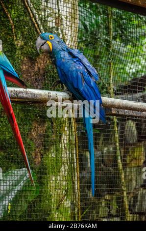 A wet anodorhynchus or blue macaw with yellow eyes standing on a metal tray with a cage background Stock Photo