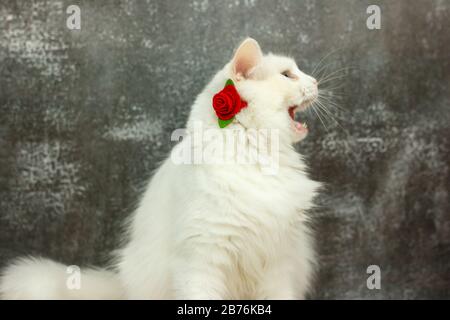 beautiful white cat with blue eyes with a red rose around his neck on a gray background Stock Photo