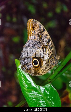 Brown and yellow butterfly Caligo idomeneus perched on a piece of green branch with shallow depth of field and selective focus Stock Photo