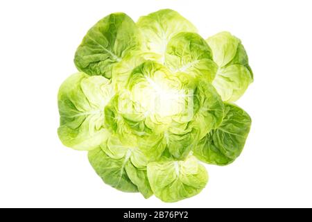 Fresh lettuce leaves isolated on white background Stock Photo