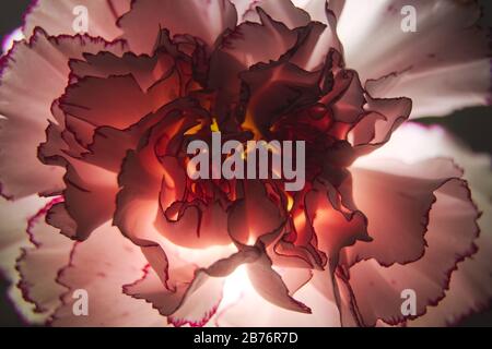 Backlit Pink Carnation Flower Glowing in the Dark Stock Photo