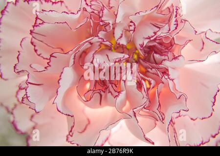 Backlit Pink Carnation Flower Glowing Abstract Background Stock Photo