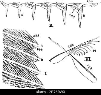 Closeup of brown feathers and plumage of a wild bird Stock Photo