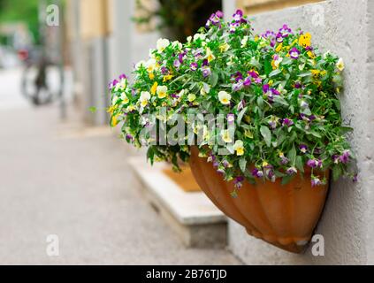 Purple and Yellow town flowers in a ceramic pot closeup shot with blurry background street image outside in the summer Stock Photo