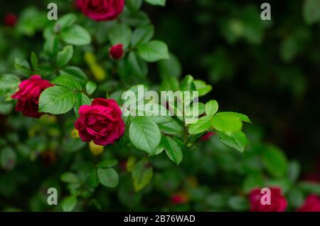 Roses in the garden over natural green background after rain house on background Stock Photo
