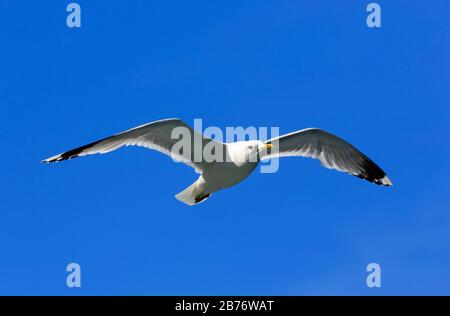 Seagull in Geirangerfjord, Romsdal County, Norway Stock Photo