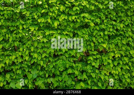 Green leaves bush shrub as a natural organic background Stock Photo