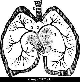 A diagram of the heart. Labels: 1. Left auricle; 2, Right auricle; 3, Left ventricle; 4, Right ventricle; 5, Right and left pulmonary veins; 6, Trache Stock Vector