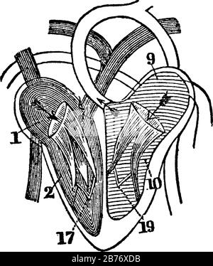 A diagram of the heart. Labels: 1, Right auricle. 2, Right ventricle. 9, Left auricle. 10, Left ventricle. 17, Tricuspid valves. 19, Mitral valves, vi Stock Vector