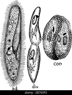 Paramoecium, ad, Adult form, showing cilia, mouth, contractile vacuoles, etc.; div, Transverse division and con, Conjugation, vintage line drawing or Stock Vector