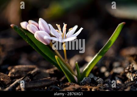 Tiny squill (Scilla) flower - North Carolina Arboretum, Asheville, North Carolina, USA Stock Photo