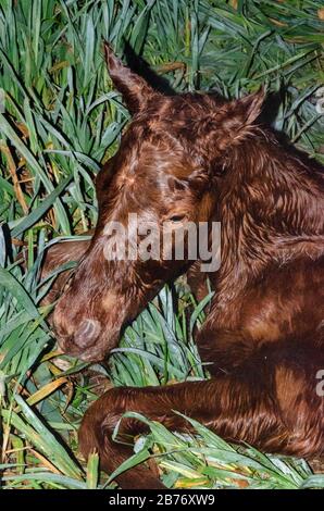 A brown foal just born is lied on the grass in the middle of the night Stock Photo