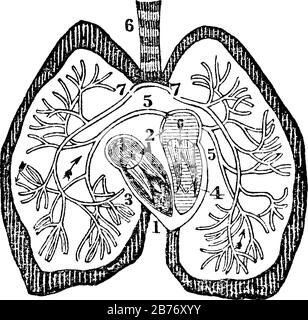 A diagram of the heart. Labels: 1. Right auricle; 2, Left auricle; 3, Right ventricle; 4, Left ventricle; 5, Right and left pulmonary veins; 6, Trache Stock Vector