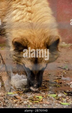 A dog Belgian Shepherd eating its dam, a cuy or guinea Stock Photo