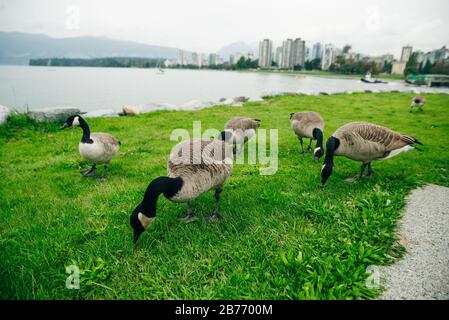 Canada Geese eating from the grass in Concord Community Park in False Creek in Vancouver, British Columbia Stock Photo