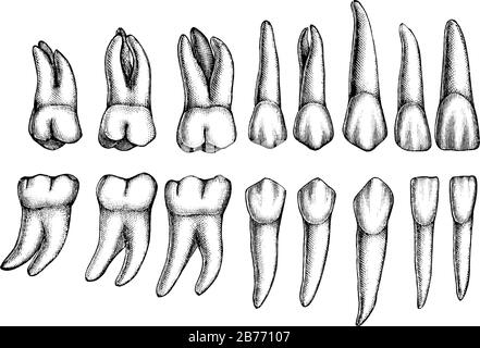 Tooth Templates (Free Printable Outlines!)