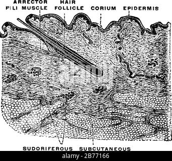 Cross section of human skin, two of three main layers dermis and ...