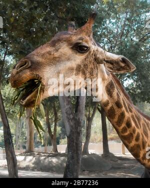 Hungry giraffe chewing leafs in Thailand. Royalty free stock photo. Stock Photo