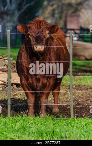 Red bull standing on grass inside a corral Stock Photo