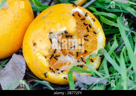 Tangerines eaten by black ants Stock Photo