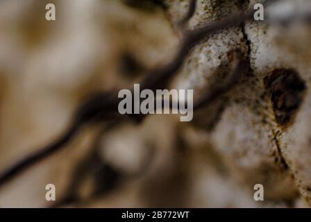 Macro with shallow depth of field of suction cups of roots added to a white wall Stock Photo