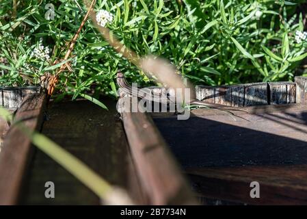 Little brown lizard camouflaged on a piece of wood Stock Photo