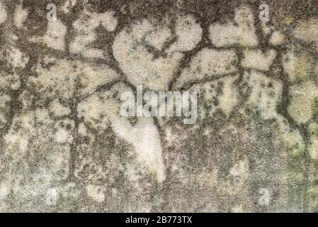 Shadow of a sun protection mesh on a cracked concrete wall Stock Photo