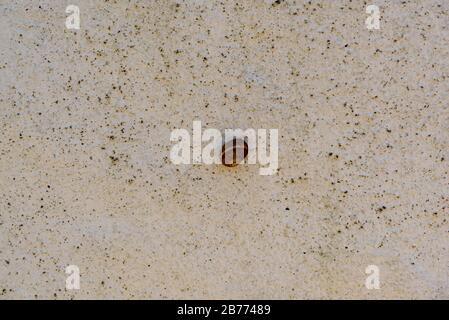 A snail stuck on a grainy, old, dirty white wall Stock Photo