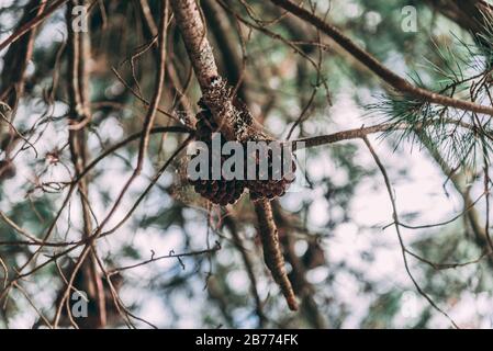 Pinecones in a pine tree covered on spider web with a blured background Stock Photo