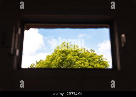Tree top viewed through a broken window in an abandoned building Stock Photo