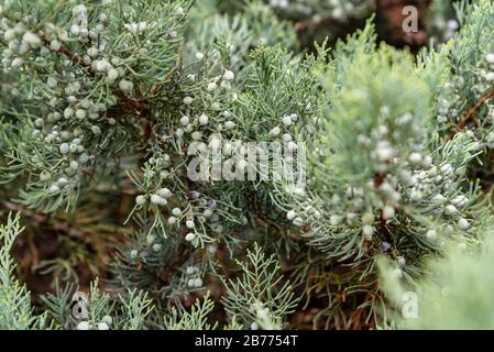 Pinecones in a pine tree covered on spider web with a blured background Stock Photo