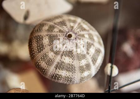 Sea urchin with little peaks texture Stock Photo