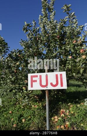 Vertical shot of Fuji apple trees in an orchard Stock Photo