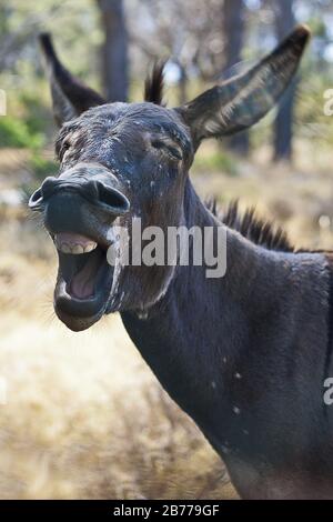 Vertical closeup of a yawning black donkey in a field under the sunlight with a blurry background Stock Photo