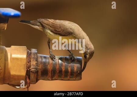 A female Purple-rumped Sunbird drinking water from a water tap during a hot summer day Stock Photo