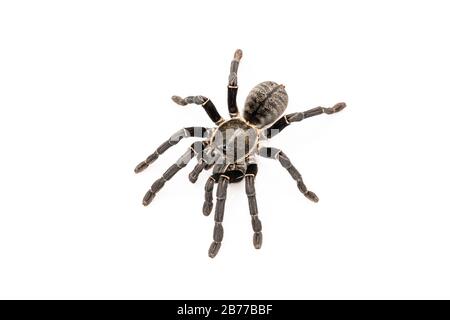 Asian species Tarantula spider Found in Thailand, the scientific name is "Haplopelma minax Theraphosidae Haplopelma". Stock Photo