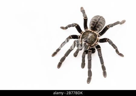 Asian species Tarantula spider Found in Thailand, the scientific name is "Haplopelma minax Theraphosidae Haplopelma". Stock Photo