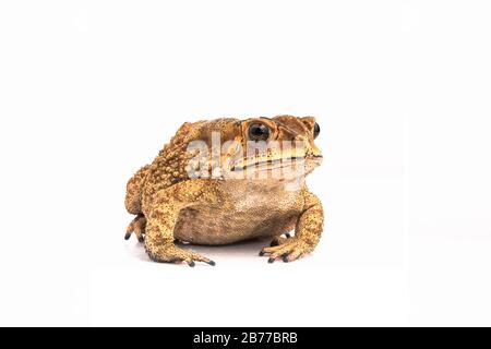 Asian Toad (Duttaphrynus melanostictus) isolated on white background. (This has clipping path) Stock Photo
