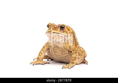 Asian Toad (Duttaphrynus melanostictus) isolated on white background. (This has clipping path). Stock Photo