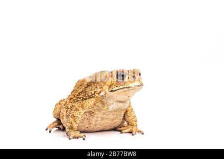 Asian Toad (Duttaphrynus melanostictus) isolated on white background. (This has clipping path) Stock Photo