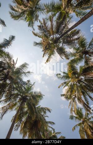 Looking up at blue sky through diagonal gap in palm tree canopy Stock Photo