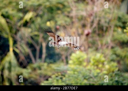 The brahminy kite (Haliastur indus), formerly known as the red-backed sea-eagle in Australia, is a medium-sized bird of prey in the family Accipitrida Stock Photo