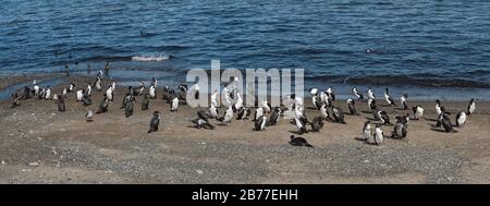 Imperial shags, Leucocarbo atriceps on the beach at Punta Arenas, Chile Stock Photo